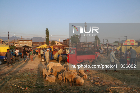 People are arriving at a livestock marketplace ahead of Eid ul Adha in Srinagar, Indian Administered Kashmir, on June 15, 2024. 