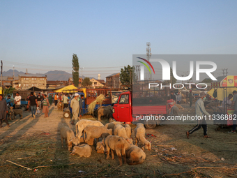 People are arriving at a livestock marketplace ahead of Eid ul Adha in Srinagar, Indian Administered Kashmir, on June 15, 2024. (