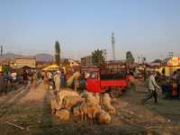 People are arriving at a livestock marketplace ahead of Eid ul Adha in Srinagar, Indian Administered Kashmir, on June 15, 2024. (