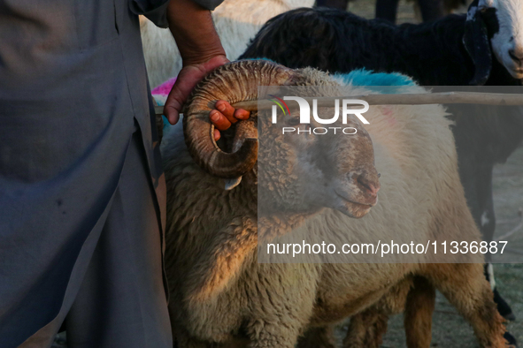 A trader is holding his sheep at a livestock marketplace ahead of Eid ul Adha in Srinagar, Indian Administered Kashmir, on June 15, 2024. 