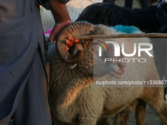 A trader is holding his sheep at a livestock marketplace ahead of Eid ul Adha in Srinagar, Indian Administered Kashmir, on June 15, 2024. (