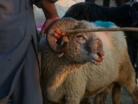 A trader is holding his sheep at a livestock marketplace ahead of Eid ul Adha in Srinagar, Indian Administered Kashmir, on June 15, 2024. (