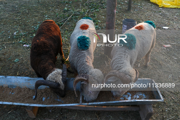 Sheep are grazing at a livestock marketplace ahead of Eid ul Adha in Srinagar, Indian Administered Kashmir, on June 15, 2024. 