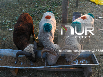 Sheep are grazing at a livestock marketplace ahead of Eid ul Adha in Srinagar, Indian Administered Kashmir, on June 15, 2024. (