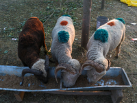 Sheep are grazing at a livestock marketplace ahead of Eid ul Adha in Srinagar, Indian Administered Kashmir, on June 15, 2024. (