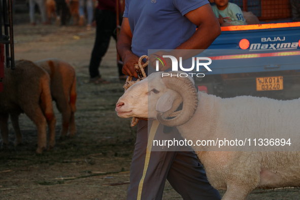 A trader is holding his sheep at a livestock marketplace ahead of Eid ul Adha in Srinagar, Indian Administered Kashmir, on June 15, 2024. 