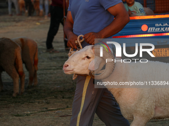 A trader is holding his sheep at a livestock marketplace ahead of Eid ul Adha in Srinagar, Indian Administered Kashmir, on June 15, 2024. (