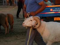 A trader is holding his sheep at a livestock marketplace ahead of Eid ul Adha in Srinagar, Indian Administered Kashmir, on June 15, 2024. (