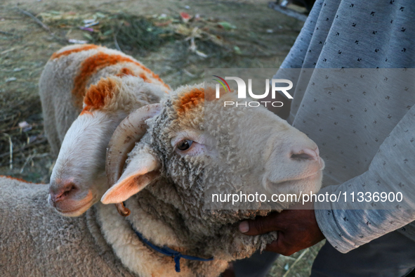 A trader is holding his sheep at a livestock marketplace ahead of Eid ul Adha in Srinagar, Indian Administered Kashmir, on June 15, 2024. 