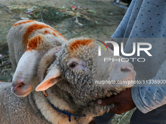 A trader is holding his sheep at a livestock marketplace ahead of Eid ul Adha in Srinagar, Indian Administered Kashmir, on June 15, 2024. (