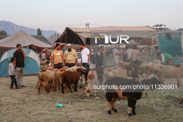 People are arriving at a livestock marketplace ahead of Eid ul Adha in Srinagar, Indian Administered Kashmir, on June 15, 2024. 