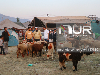 People are arriving at a livestock marketplace ahead of Eid ul Adha in Srinagar, Indian Administered Kashmir, on June 15, 2024. (