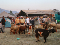 People are arriving at a livestock marketplace ahead of Eid ul Adha in Srinagar, Indian Administered Kashmir, on June 15, 2024. (