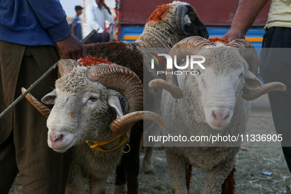 A trader is holding his sheep at a livestock marketplace ahead of Eid ul Adha in Srinagar, Indian Administered Kashmir, on June 15, 2024. 