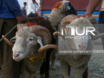 A trader is holding his sheep at a livestock marketplace ahead of Eid ul Adha in Srinagar, Indian Administered Kashmir, on June 15, 2024. (