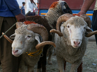 A trader is holding his sheep at a livestock marketplace ahead of Eid ul Adha in Srinagar, Indian Administered Kashmir, on June 15, 2024. (