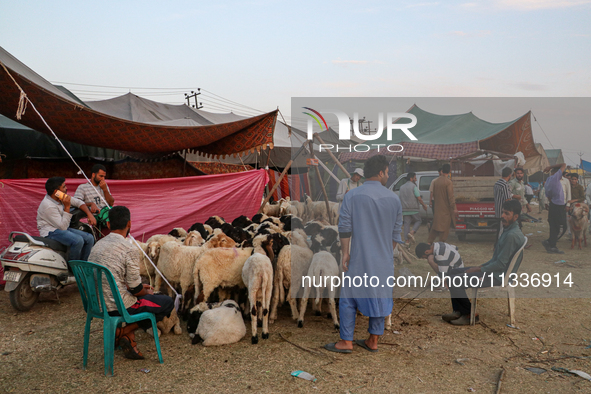 Traders are waiting for customers at a livestock marketplace ahead of Eid ul Adha in Srinagar, Indian Administered Kashmir, on June 15, 2024...