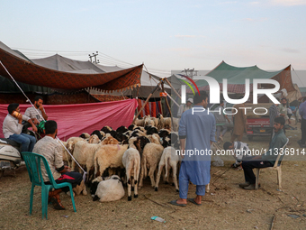 Traders are waiting for customers at a livestock marketplace ahead of Eid ul Adha in Srinagar, Indian Administered Kashmir, on June 15, 2024...