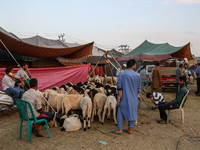 Traders are waiting for customers at a livestock marketplace ahead of Eid ul Adha in Srinagar, Indian Administered Kashmir, on June 15, 2024...