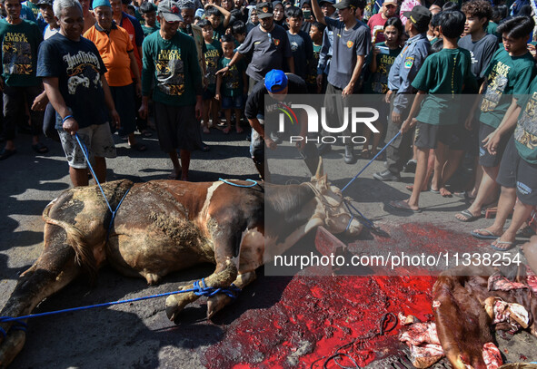 (EDITOR'S NOTE: Graphic content) Residents are watching the slaughtering of a cow during the Eid al-Adha celebration in the courtyard of the...