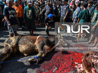 (EDITOR'S NOTE: Graphic content) Residents are watching the slaughtering of a cow during the Eid al-Adha celebration in the courtyard of the...