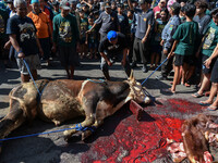 (EDITOR'S NOTE: Graphic content) Residents are watching the slaughtering of a cow during the Eid al-Adha celebration in the courtyard of the...