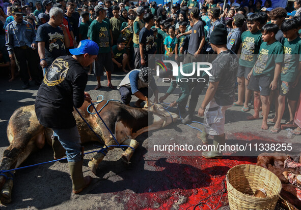 (EDITOR'S NOTE: Graphic content) Residents are watching the slaughtering of a cow during the Eid al-Adha celebration in the courtyard of the...