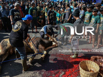 (EDITOR'S NOTE: Graphic content) Residents are watching the slaughtering of a cow during the Eid al-Adha celebration in the courtyard of the...