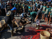 (EDITOR'S NOTE: Graphic content) Residents are watching the slaughtering of a cow during the Eid al-Adha celebration in the courtyard of the...