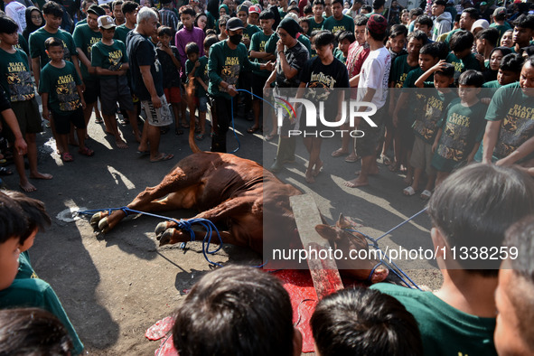 (EDITOR'S NOTE: Graphic content) Residents are watching the slaughtering of a cow during the Eid al-Adha celebration in the courtyard of the...