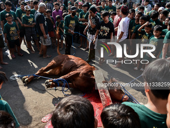 (EDITOR'S NOTE: Graphic content) Residents are watching the slaughtering of a cow during the Eid al-Adha celebration in the courtyard of the...