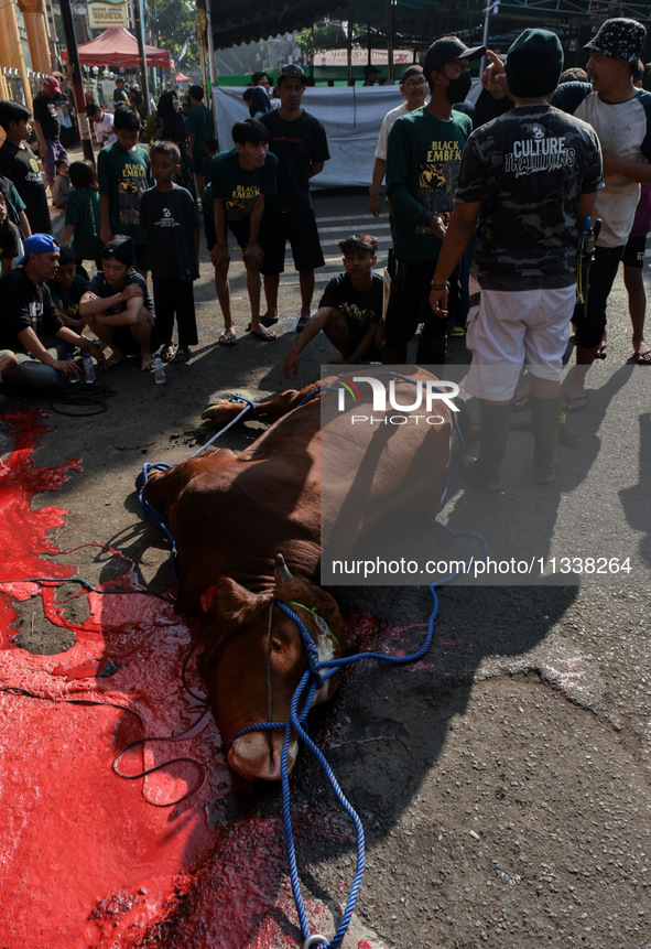 (EDITOR'S NOTE: Graphic content) Residents are watching the slaughtering of a cow during the Eid al-Adha celebration in the courtyard of the...