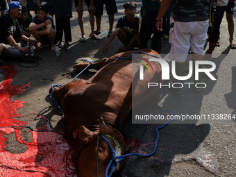 (EDITOR'S NOTE: Graphic content) Residents are watching the slaughtering of a cow during the Eid al-Adha celebration in the courtyard of the...