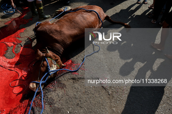 (EDITOR'S NOTE: Graphic content) Residents are watching the slaughtering of a cow during the Eid al-Adha celebration in the courtyard of the...