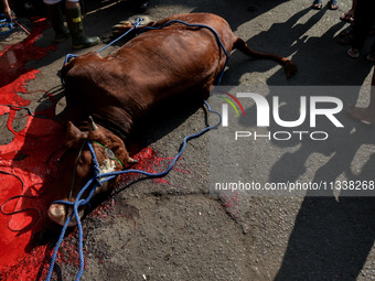 (EDITOR'S NOTE: Graphic content) Residents are watching the slaughtering of a cow during the Eid al-Adha celebration in the courtyard of the...