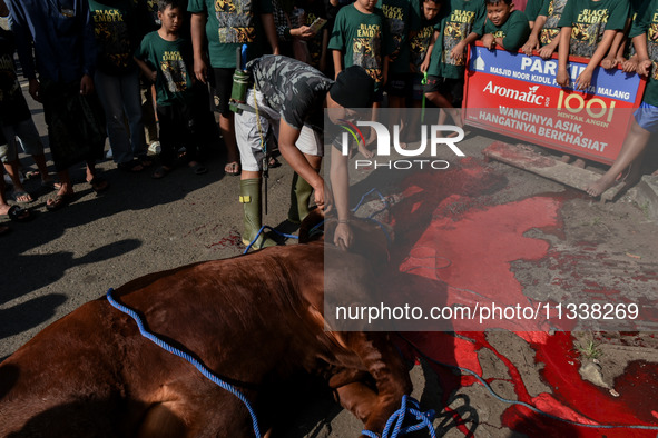 (EDITOR'S NOTE: Graphic content) Residents are watching the slaughtering of a cow during the Eid al-Adha celebration in the courtyard of the...