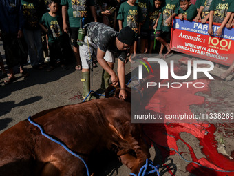 (EDITOR'S NOTE: Graphic content) Residents are watching the slaughtering of a cow during the Eid al-Adha celebration in the courtyard of the...