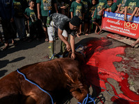 (EDITOR'S NOTE: Graphic content) Residents are watching the slaughtering of a cow during the Eid al-Adha celebration in the courtyard of the...