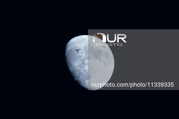 A swallow flying past the rising  waxing gibbous moon in Lecce, Italy, on June 17, 2024.  