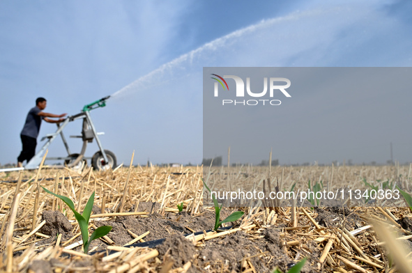 A farmer is using a roll-type sprinkler to water corn seedlings in Daying village, Handan city, North China's Hebei province, on June 18, 20...