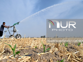 A farmer is using a roll-type sprinkler to water corn seedlings in Daying village, Handan city, North China's Hebei province, on June 18, 20...