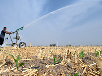 A farmer is using a roll-type sprinkler to water corn seedlings in Daying village, Handan city, North China's Hebei province, on June 18, 20...