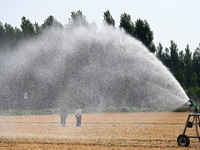 A farmer is using a roll-type sprinkler to water corn seedlings in Daying village, Handan city, North China's Hebei province, on June 18, 20...