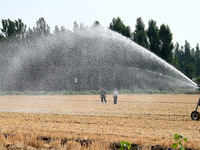 A farmer is using a roll-type sprinkler to water corn seedlings in Daying village, Handan city, North China's Hebei province, on June 18, 20...