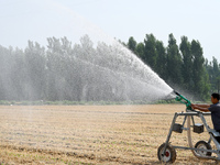 A farmer is using a roll-type sprinkler to water corn seedlings in Daying village, Handan city, North China's Hebei province, on June 18, 20...