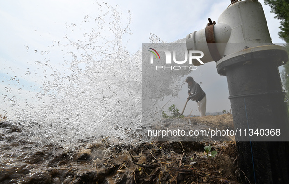 A farmer is irrigating his field in Daying village, Handan city, North China's Hebei province, in Handan, China, on June 18, 2024. 