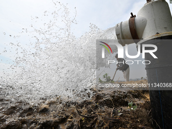 A farmer is irrigating his field in Daying village, Handan city, North China's Hebei province, in Handan, China, on June 18, 2024. (