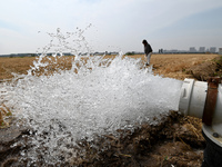 A farmer is irrigating his field in Daying village, Handan city, North China's Hebei province, in Handan, China, on June 18, 2024. (