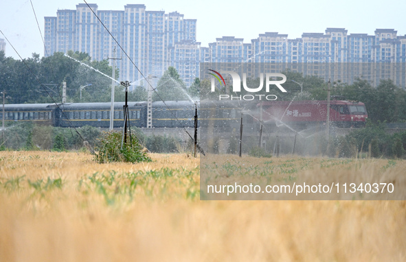 A farmer is using a vertical pole sprinkler irrigation device to water corn seedlings in Daying village, Handan city, North China's Hebei pr...