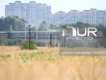 A farmer is using a vertical pole sprinkler irrigation device to water corn seedlings in Daying village, Handan city, North China's Hebei pr...